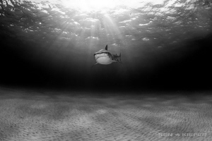 Loneliness   

Lone Tiger Shark surveys the barren land... by Ken Kiefer 